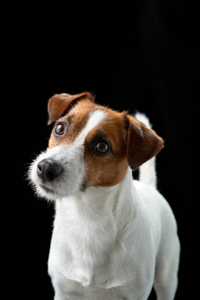istock Jack Russell Terrier with tilted head on black background 2202563589