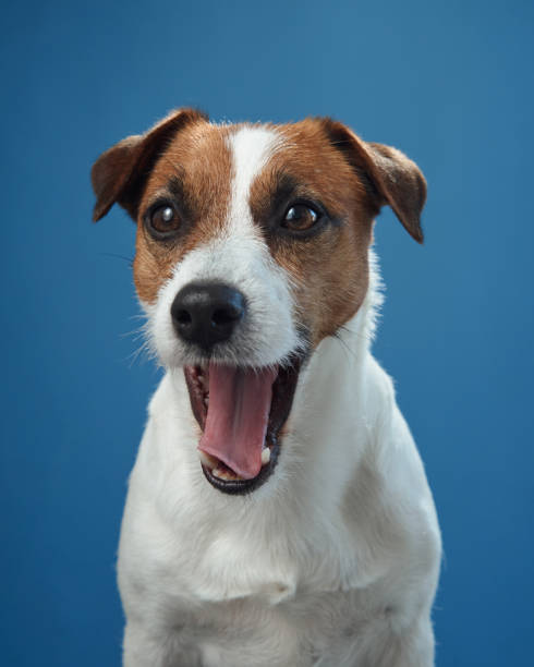 istock Jack Russell Terrier yawning on blue background 2202563591