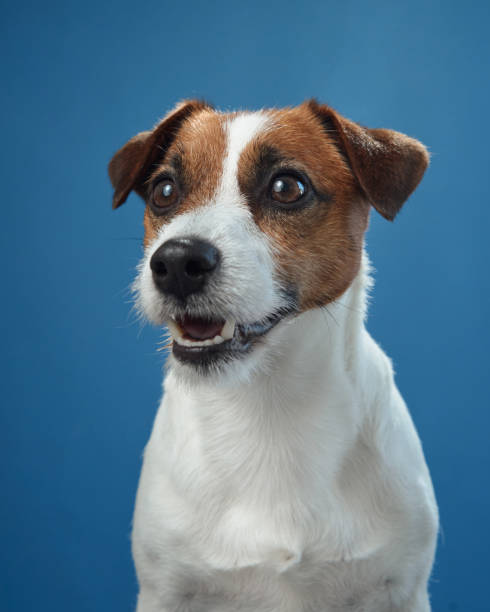 istock Jack Russell Terrier with mouth open on blue background 2202563596
