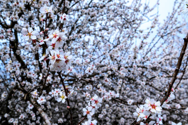 Close-up of blooming springtime almond (Prunus dulcis) blossoms on orchard trees.Taken in the Sacramento Valley, California, USA.