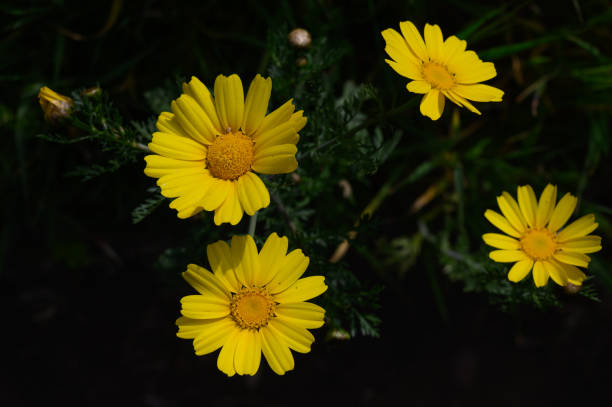 istock Bright yellow daisies blooming under the warm sun during a serene spring afternoon in a peaceful garden 2202566654