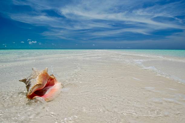 istock A conch shell lies on a sand spit surrounded by crystal waters in the Caribbean 2202566821