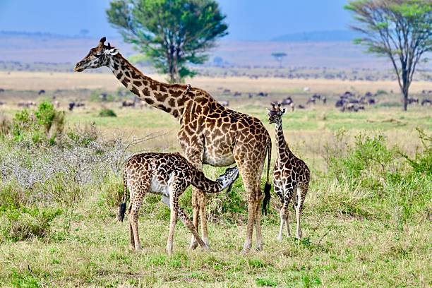 istock Adult Giraffe and babies feeding 2202566840