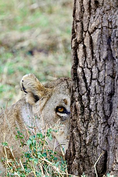 A lioness sitting high in a tree and is watching for game. Shot in wildlife in the Masai Mara, Kenya.