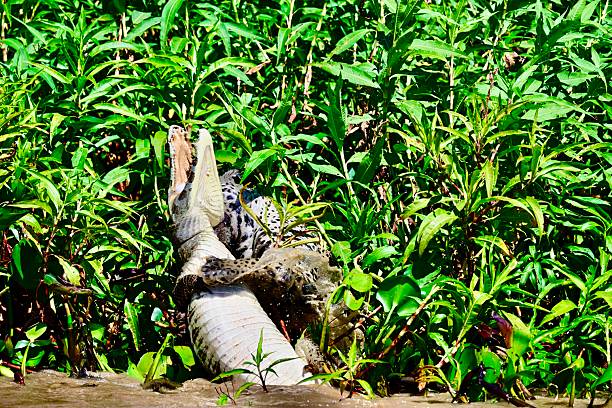 A Jaguar drags an adult caiman into the bush bordering the riverbank