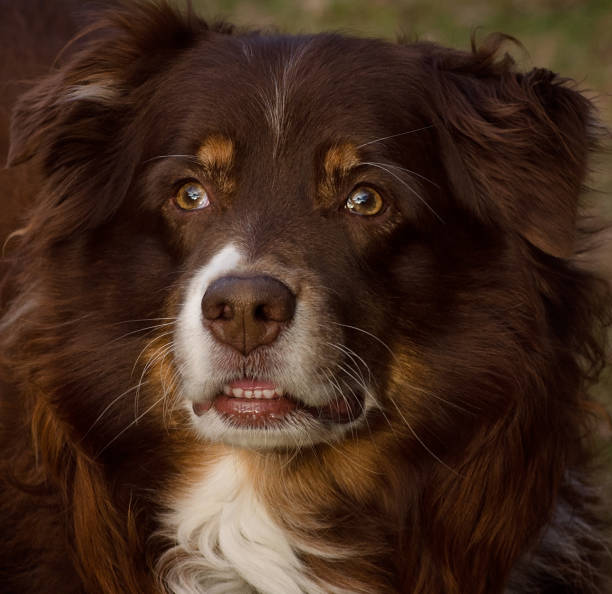 istock Red Tri Australian Shepherd dog close-up 2202569196