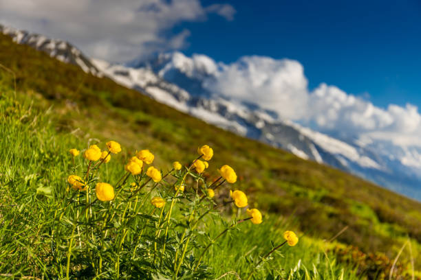 Tour du Mont Blanc beautiful alpine scenic view. Landscape of the summer Alps mountains with pocky peaks, blue ice glacier, green grass and blooming flowers. Alps in Italy and France hiking and trek