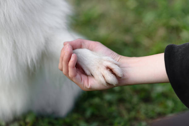 white Japanese Pomeranian Spitz giving paw to owner on walk in park, close-up view, dogwalking concept