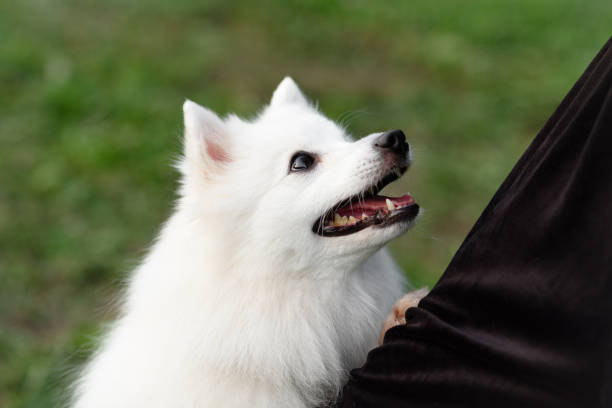 istock white dog looks up at owner 2202573823