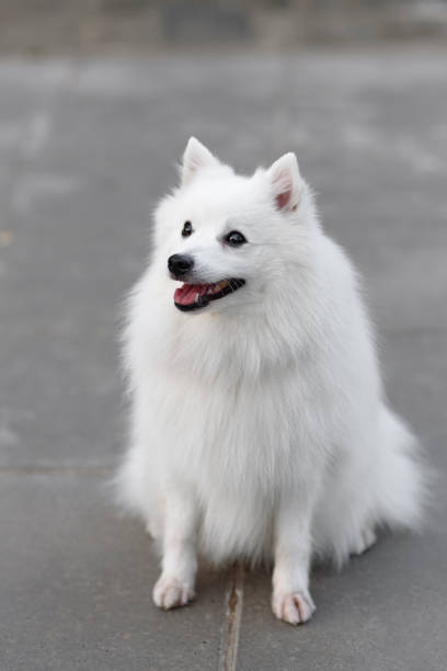istock white dog looks up at owner 2202573840