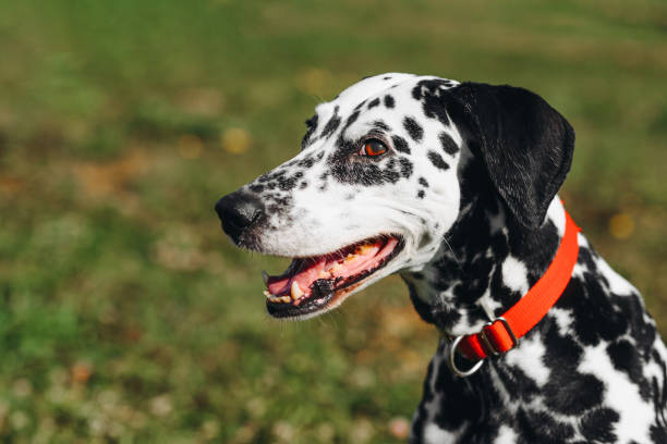 istock dog walks in park 2202573845