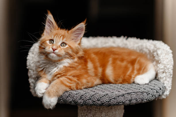 istock ginger Maine-Coon kitten playing at home 2202573950