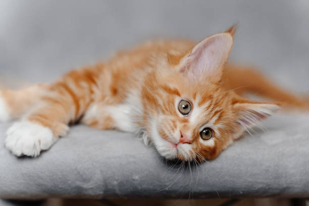 istock ginger Maine-Coon kitten playing at home 2202573956