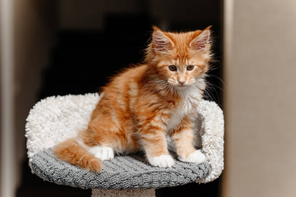 istock ginger Maine-Coon kitten playing at home 2202573958