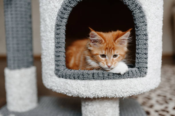 istock ginger Maine-Coon kitten playing at home 2202573967