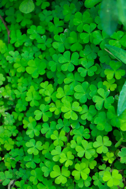 istock four leaf clover on green shamrock background 2202576101