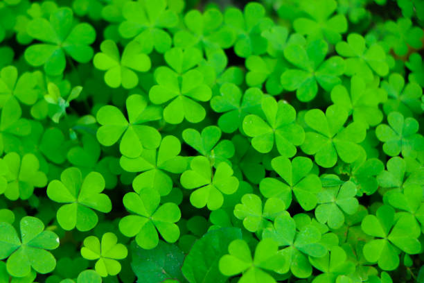 istock four leaf clover on green shamrock background 2202576225