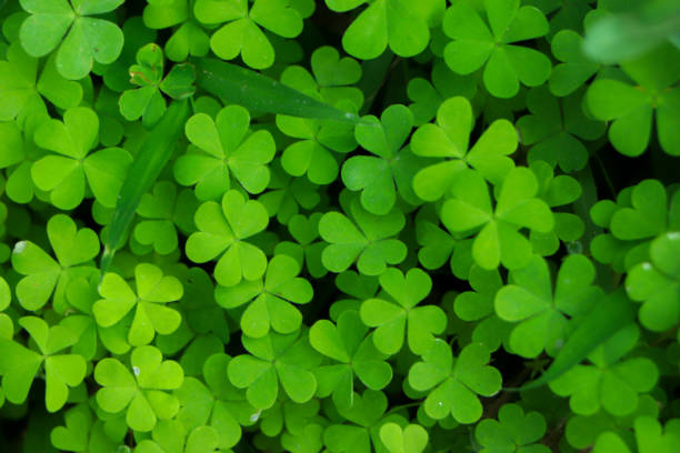 istock four leaf clover on green shamrock background 2202576350