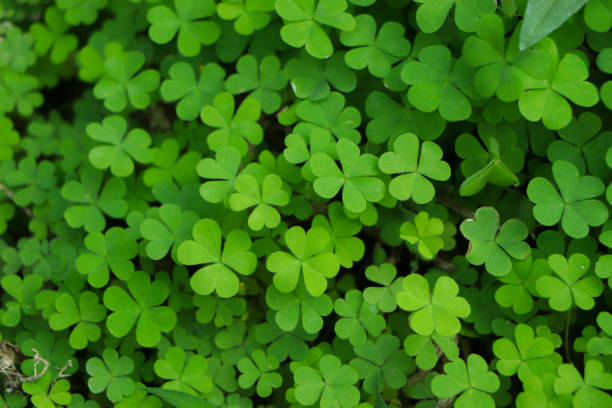 istock four leaf clover on green shamrock background 2202576351