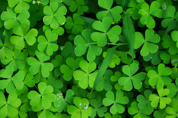 istock four leaf clover on green shamrock background 2202576387