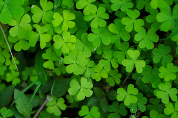 istock four leaf clover on green shamrock background 2202576425
