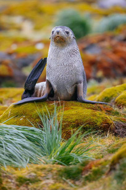 Fur seal at Stromness Bay.