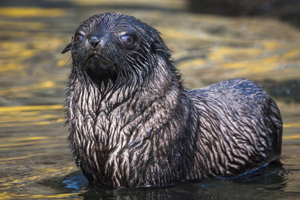 Sea Lion
