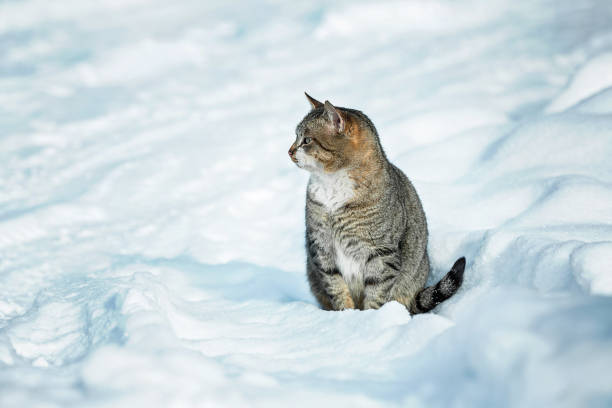 istock Lonely cat sitting in the snow. 2202580052