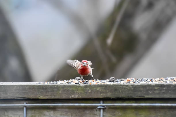 House Finch feeding from the bird feeder