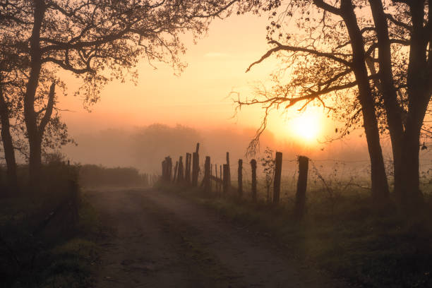 A misty autumn sunrise over a woodland track in the Dordogne region of France