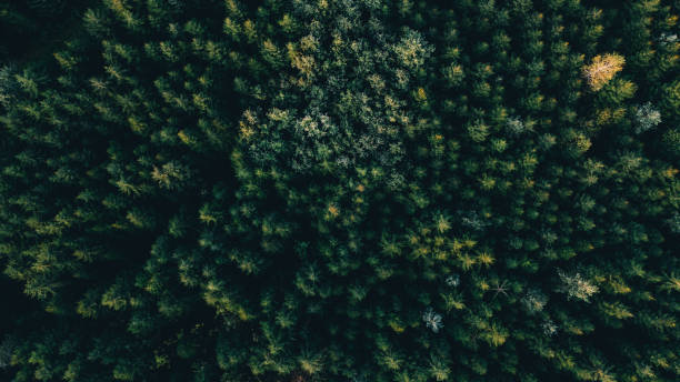 istock Aerial View of a Dense Pine Forest with a Beautiful Natural Background 2202583740