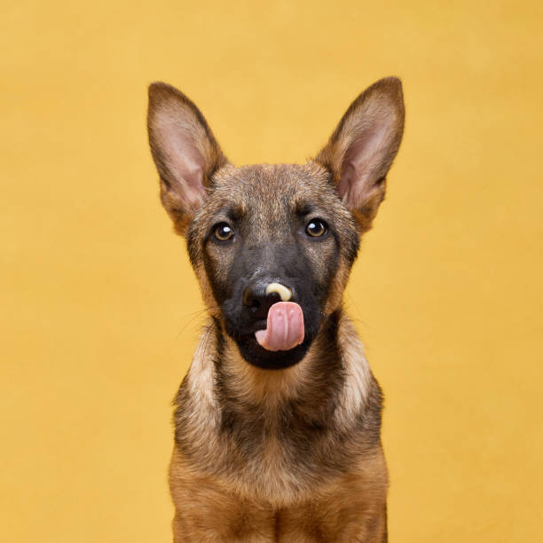 istock Wolfdog Puppy Head Tilt on Yellow Backdrop 2202584225