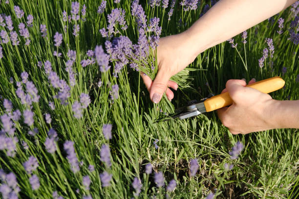 istock A woman's hand cuts lavender blossoms with secateurs in a lavender field. 2202586634