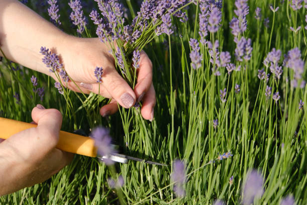 istock A woman's hand cuts lavender blossoms with secateurs in a lavender field. 2202586639