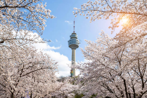 istock Cherry blossoms blooming in spring at E-World 83 Tower a popular tourist destination. in Daegu,South Korea. 2202587854