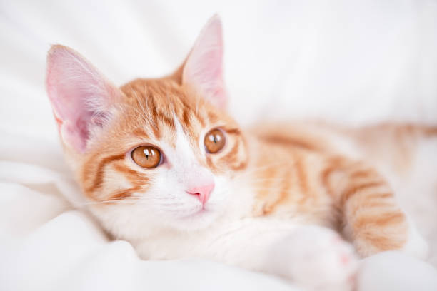 Fat and cute Ginger cat face