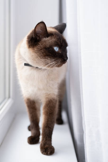 istock Siamese cat stands on the windowsill 2202588145