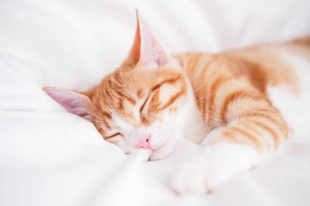istock cute red and white kitten lies on a white blanket 2202588151