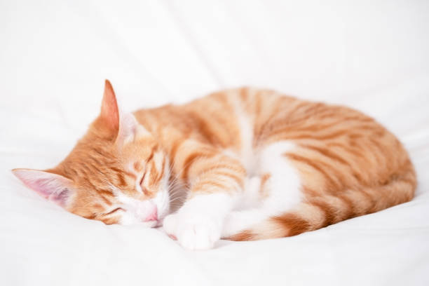 cute red and white kitten lies on a white blanket.