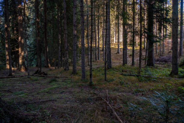 istock Sunlight filters through a dense coniferous forest illuminating the forest floor 2202589913