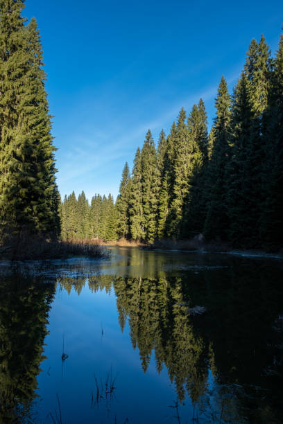 istock Serene forest lake reflecting a vibrant blue sky surrounded by tall evergreen trees 2202589914