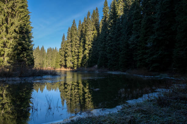 A tranquil scene of a calm lake nestled within a dense evergreen forest, the trees mirrored perfectly in the still water.