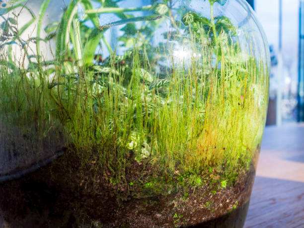 istock Moss and small plants growing vertically in an established Terrarium 2202590028