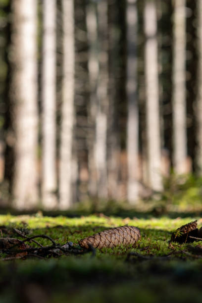 A single pine cone lies on a carpet of vibrant green moss.  The background is a softly blurred forest of tall trees, bathed in sunlight.