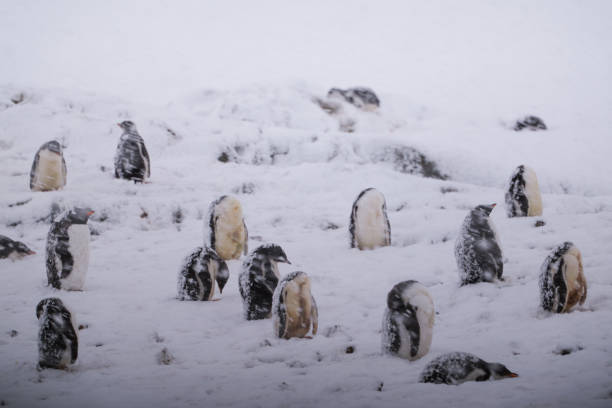 High Angle View Of Penguin On Snow