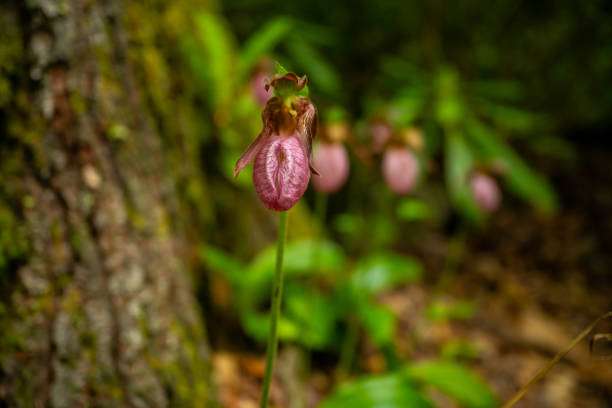 istock Pink Ladyslipper Petals on Bloom in Forest 2202592786