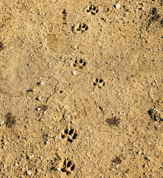 Small Paw Prints In The Drying Mud In Joshua Tree