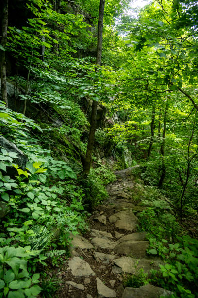 istock Steep Rocky Path down Cedar Run Trail in Shenandoah 2202593067