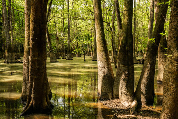 istock Still Water Of Cedar Creek Lined With Muddy Trees 2202593075