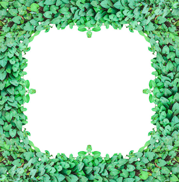 green leaves frame, green ivy leaves frame on transparent background, Green Leaf Frame,  green tree frame, a plant on a transparent,